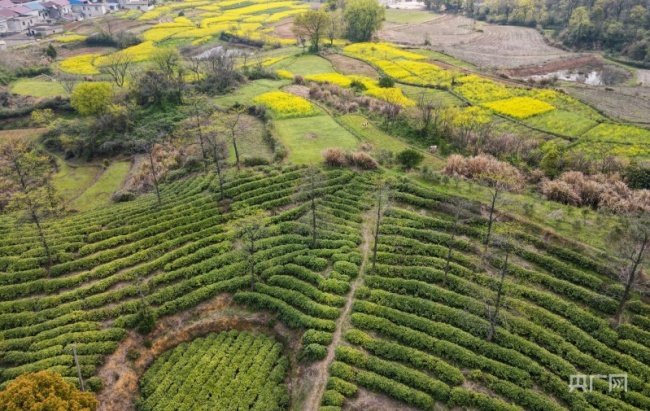 一排排錯落有致的茶樹沐風呈秀（央廣網發 肖江峰 攝）