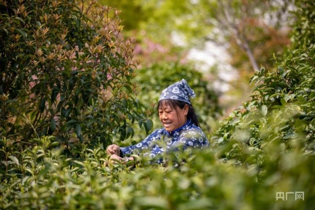 茶農熟練地采摘茶葉（央廣網發 張玉 攝）