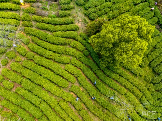 茶葉碧綠蔥翠，嫩芽嬌翠欲滴（央廣網發 張玉 攝）