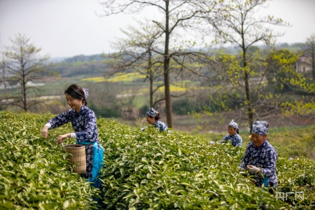 茶農們穿梭在梯狀分布的茶山里，采摘第一捧新芽（央廣網發 李學華 攝）