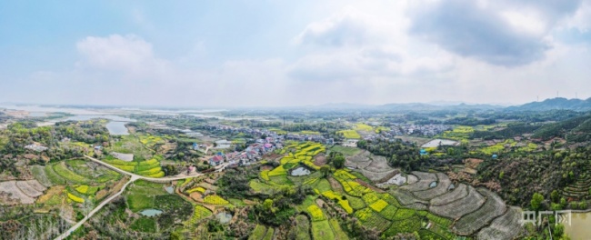 湖口縣濱江臨湖，雨量充沛、土壤肥沃，特別適合種植發展茶葉產業（央廣網記者 鄧玉玲 攝）